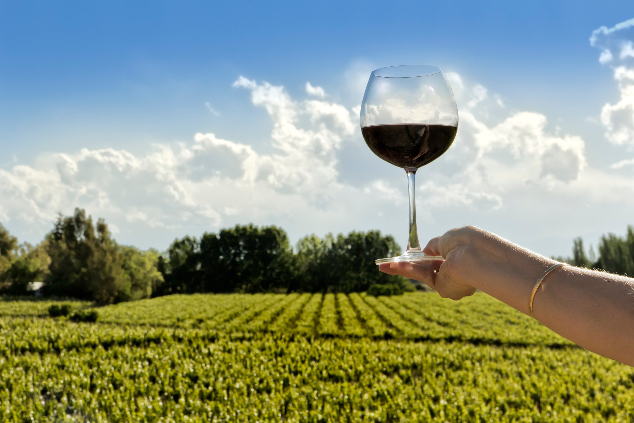 Red wine and vineyard